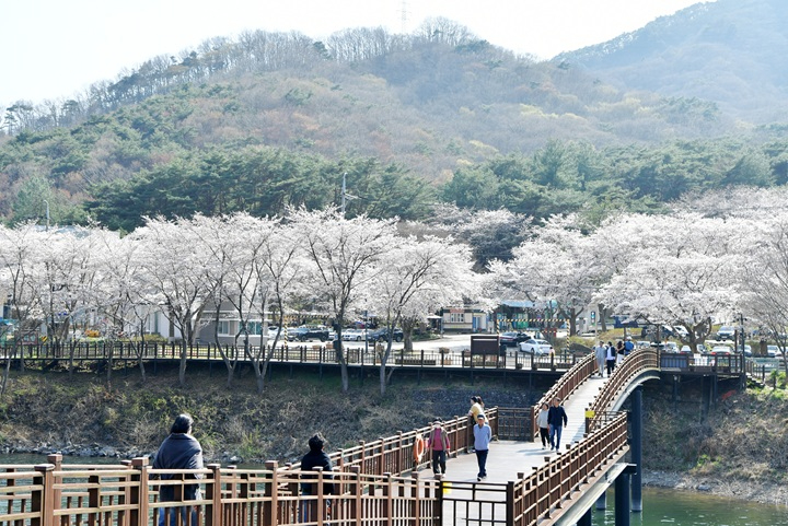 (4.3)[포토뉴스] 담양호·추월산 적신 분홍빛 봄물결… 상춘객 발길 이어져 (2).jpg