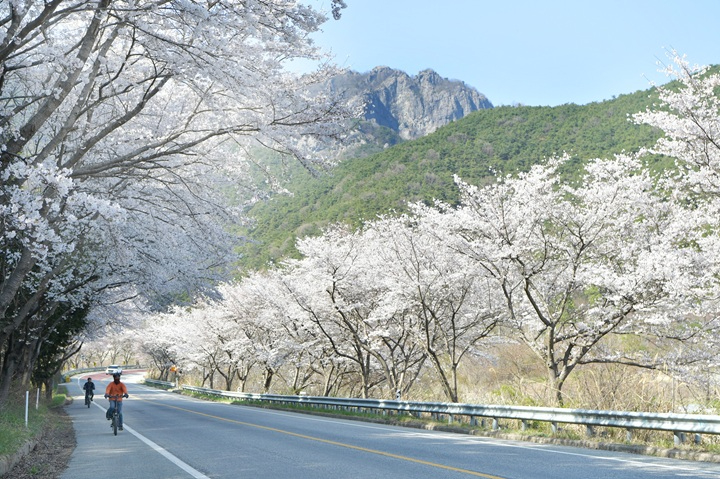 (4.3)[포토뉴스] 담양호·추월산 적신 분홍빛 봄물결… 상춘객 발길 이어져 (1).jpg