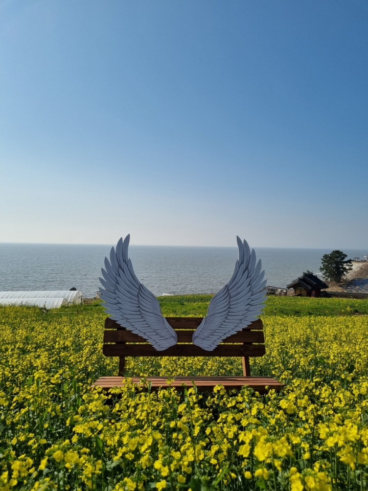 4.사진(봄맞이 유채꽃, 백수해안도로에서 노란 물결을 만나다)1.jpg