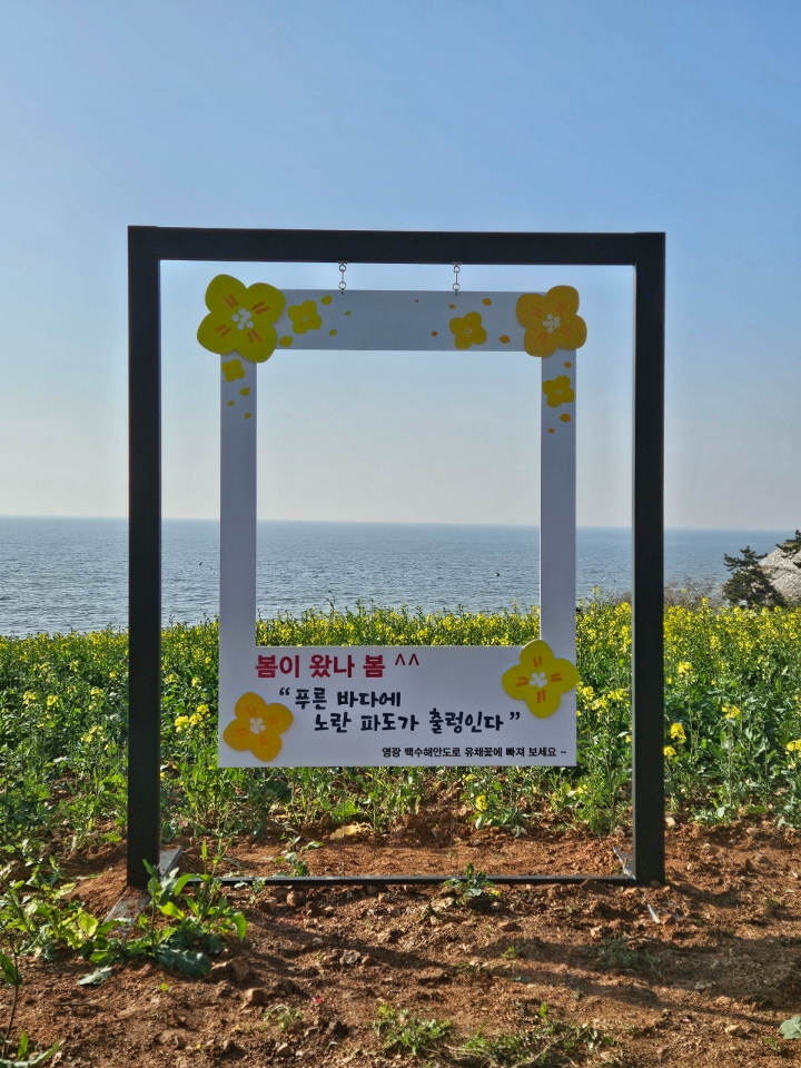 4.사진(봄맞이 유채꽃, 백수해안도로에서 노란 물결을 만나다)3.jpg
