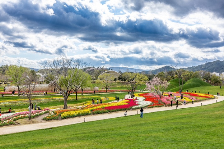 1 튤립이 만개한 순천만국가정원 노을정원.JPG