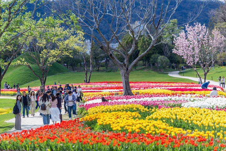 1 순천만국가정원 노을정원에서 튤립을 감상하는 사람들.JPG