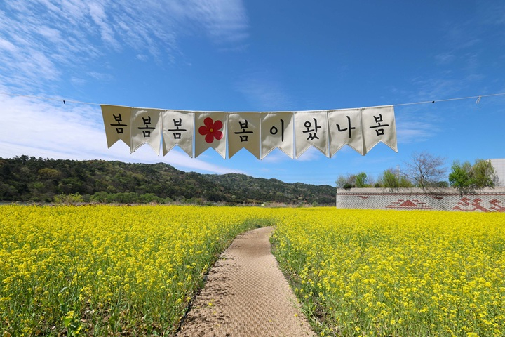 0414_황룡강생태정원 유채꽃 만발 전경사진_1.jpg