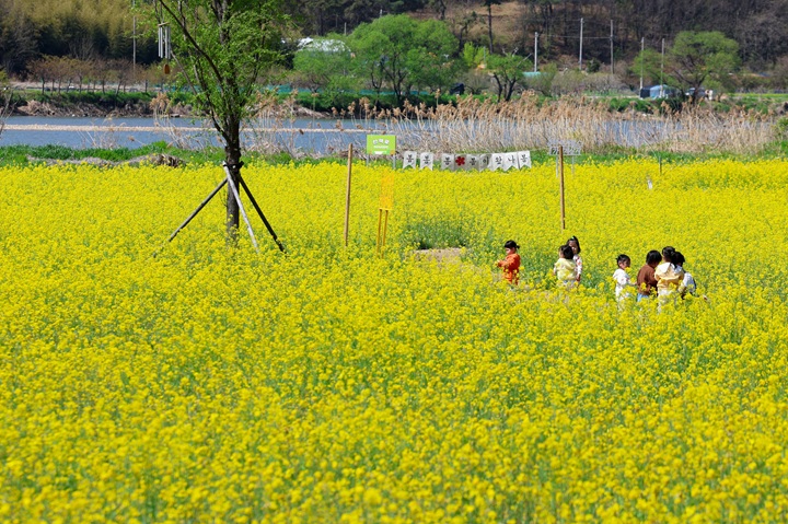 0414_황룡강생태정원 유채꽃 만발 전경사진_2.jpg
