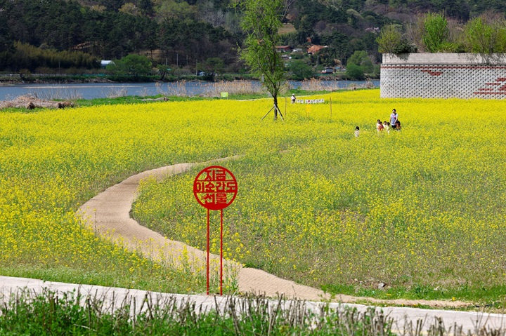 0414_황룡강생태정원 유채꽃 만발 전경사진_3.jpg